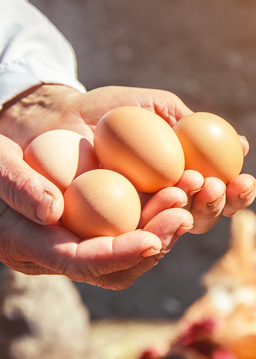 三代続く、徳島の孵化場匠の技で未来を支える