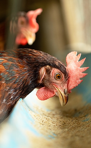 種鶏（しゅけい）