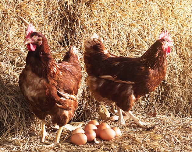 雛の質を左右する重要な役割種鶏 画像１