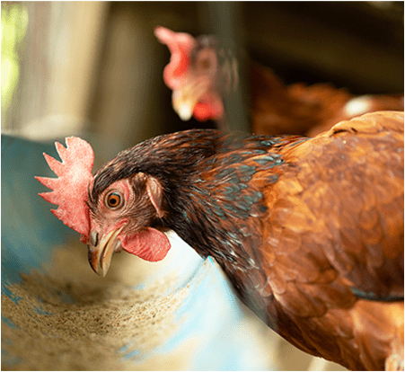 雛の質を左右する重要な役割種鶏 画像２