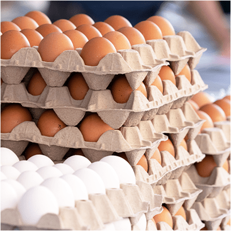 ひとつひとつを丁寧に、命の始まりを支える。孵化 画像２