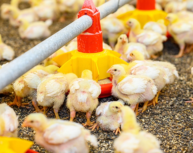 飼育から美味しさを創る、プロフェッショナルの技。コマーシャル 画像１