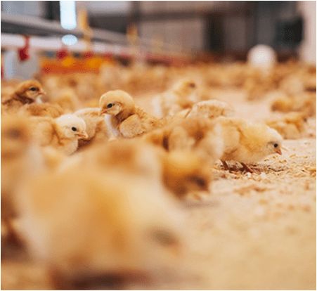 飼育から美味しさを創る、プロフェッショナルの技。コマーシャル 画像２